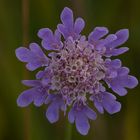 Tauben-Skabiose (Scabiosa columbaria)