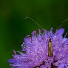 Tauben-Skabiose (Scabiosa columbaria) und Langhornmotte (Adelidae)