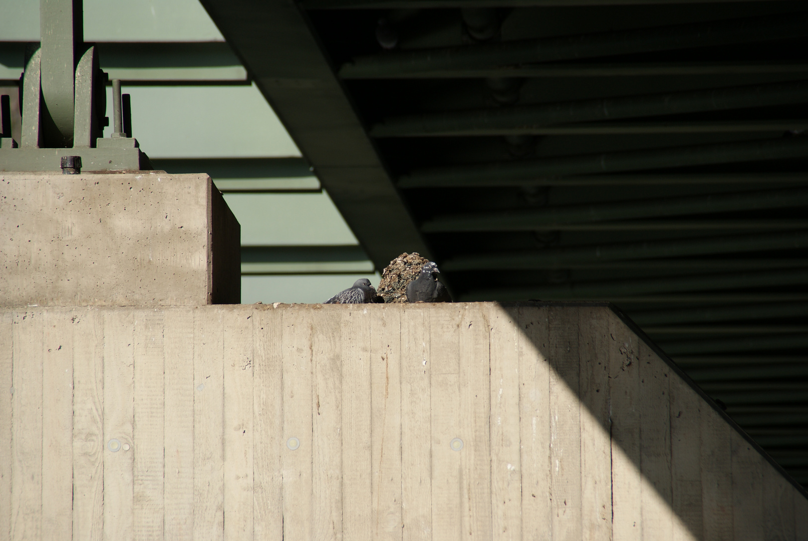 Tauben unter einer Brücke