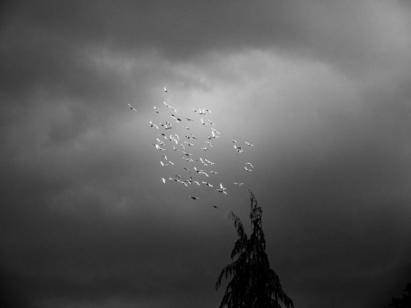 Tauben vor dem Sturm