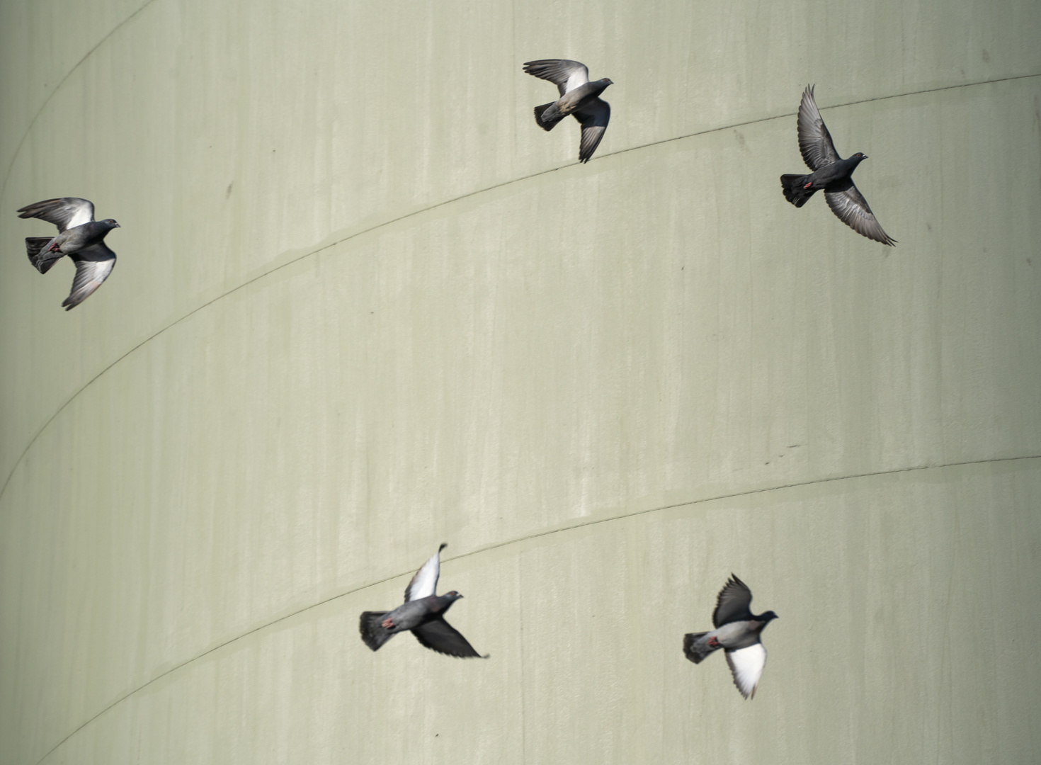 Tauben vor Silo