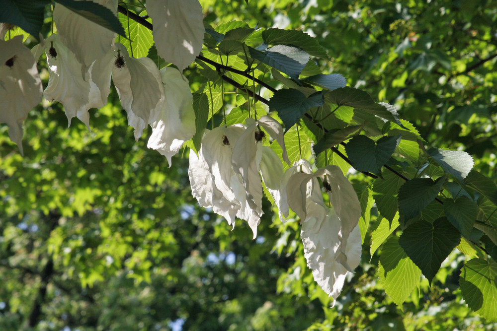 Taubenbaum in voller Blüte