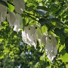 Taubenbaum in voller Blüte