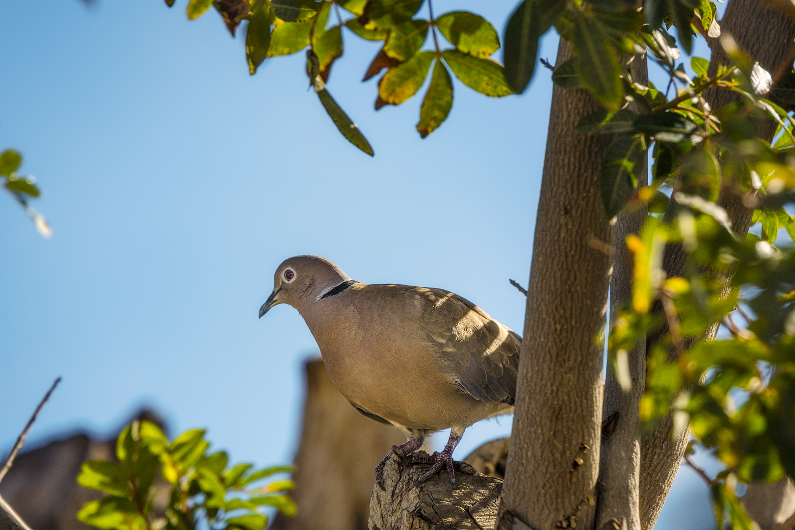 Taubenbesuch auf der Bungalowanlage