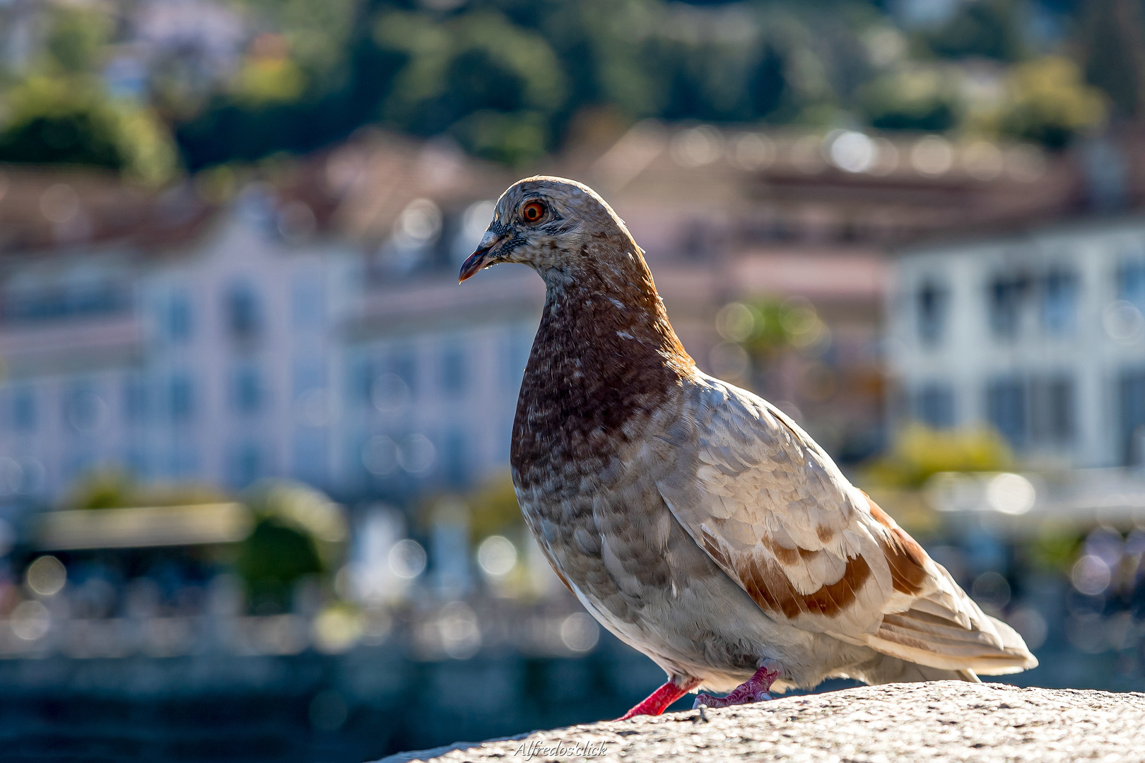 Taubenblick  Baveno