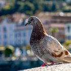 Taubenblick  Baveno