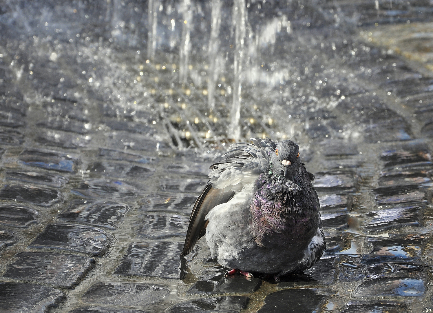 Taubendusche