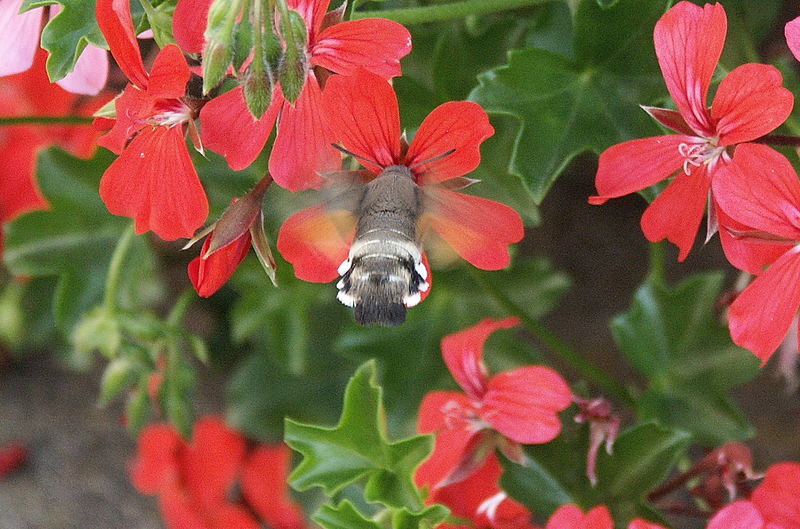 Taubenenschwänzchen