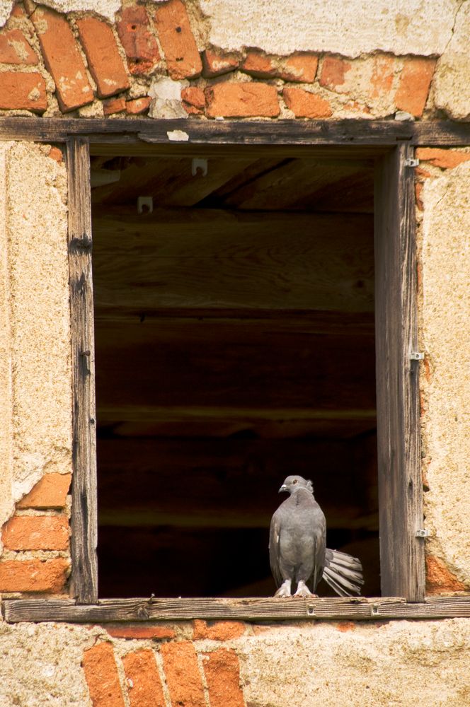 Taubenfenster ....