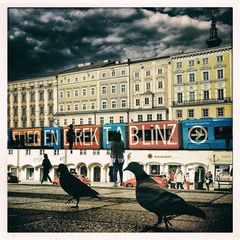  TaubenfliegendirektabLinz .