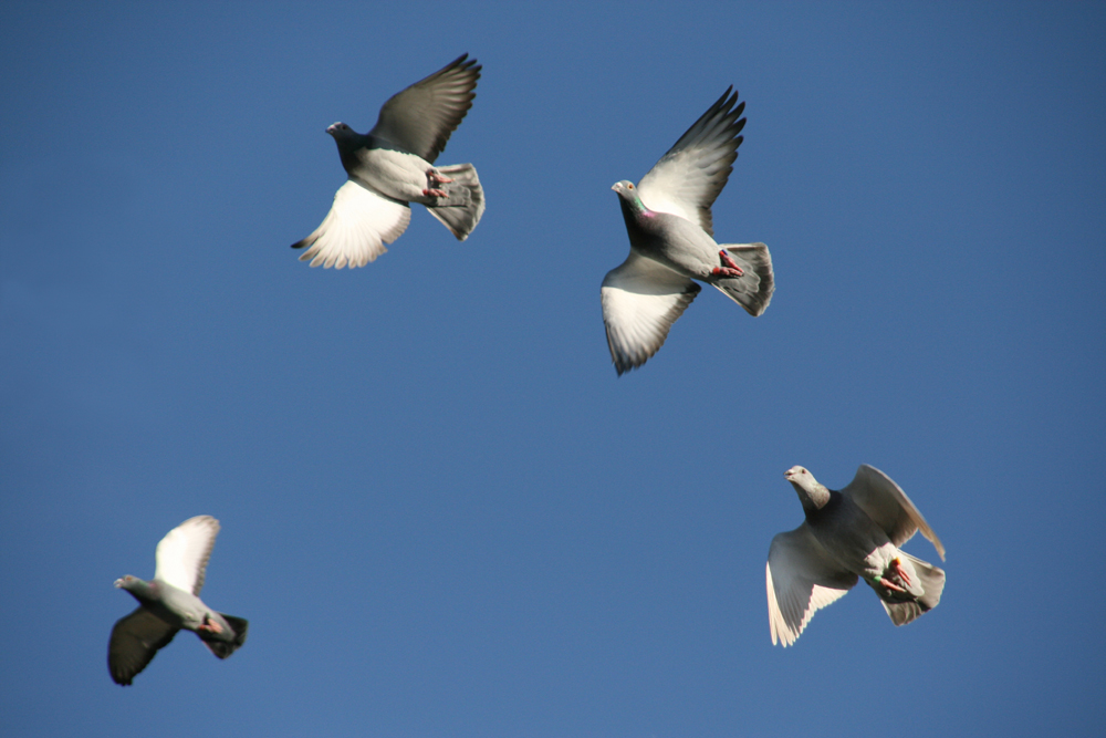 Taubenflug