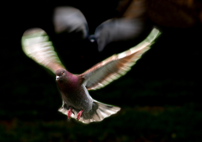 Taubenflug