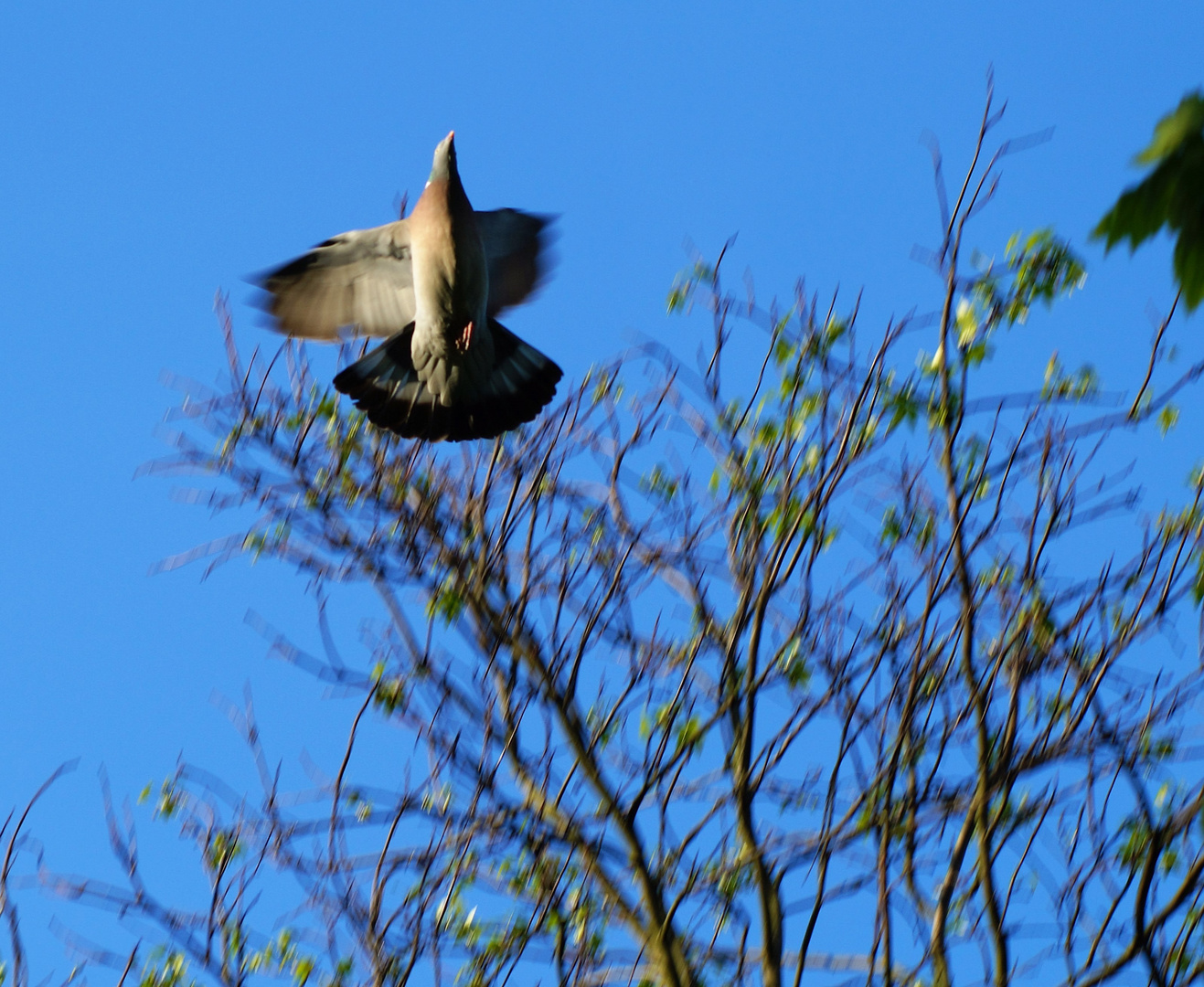 Taubenflug