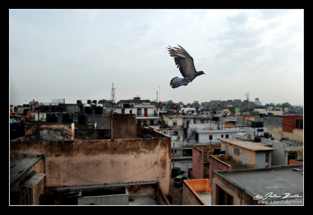 Taubenflug über Delhi