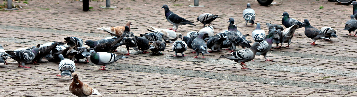 TAUBENFÜTTERN
