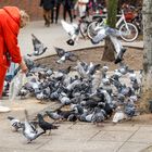 Taubenfütterung in der City