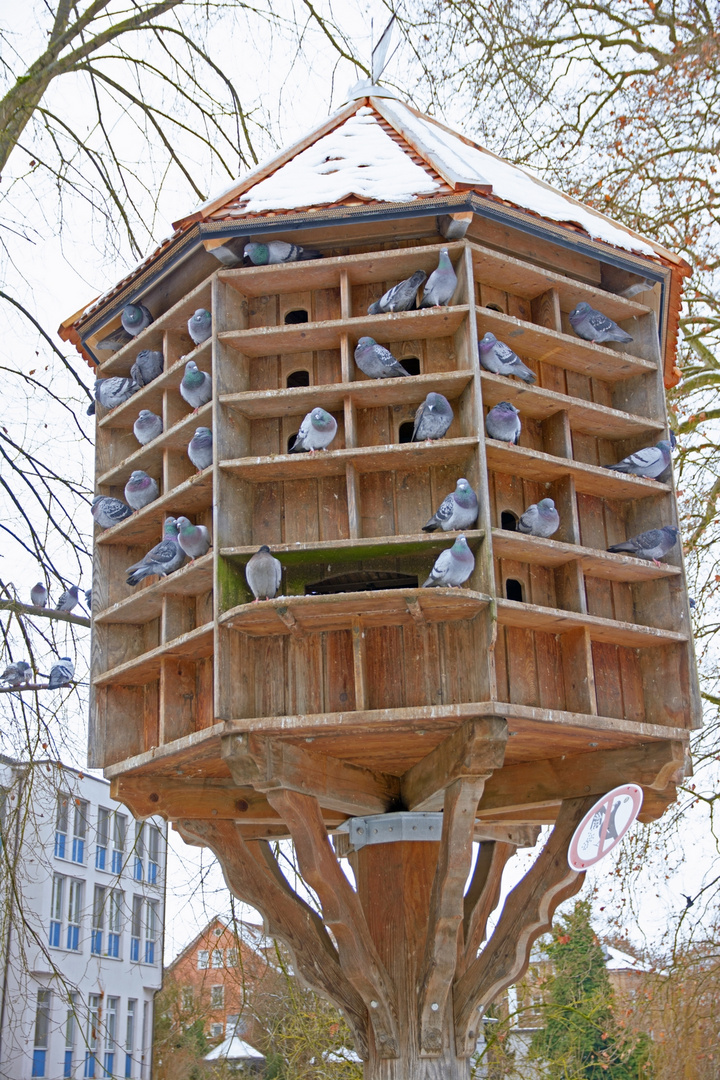 Taubenhaus Tübingen. Foto & Bild vögel, natur, tiere Bilder auf