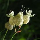 Taubenkopf Leimkraut