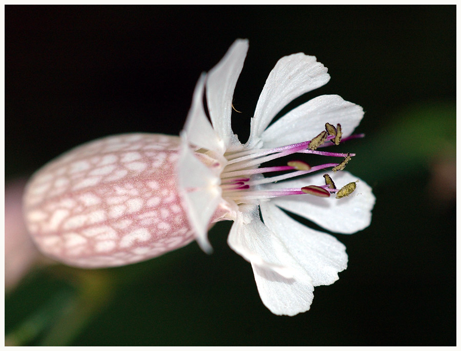 Taubenkropf Aufgeblasenes Leimkraut ( Silene vulgaris )