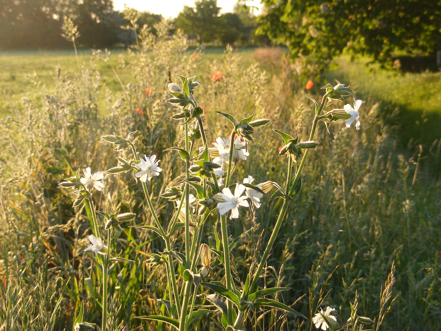 Taubenkropf in der Wiese