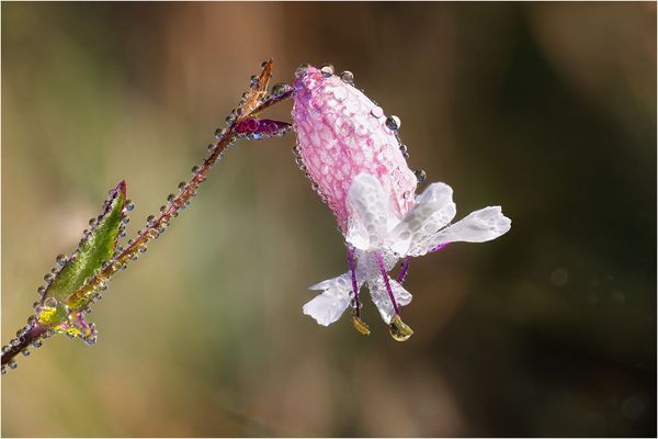 Taubenkropf-Leimkraut.