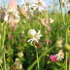 Taubenkropf-Leimkraut mit Winterschwebfliege