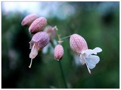 Taubenkropf-Leimkraut (Silene vulgaris)