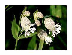 Taubenkropf-Leimkraut (Silene vulgaris)