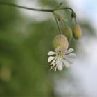 Taubenkropf-Leimkraut - Silene vulgaris