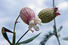 Taubenkropf-Leimkraut, Silene vulgaris