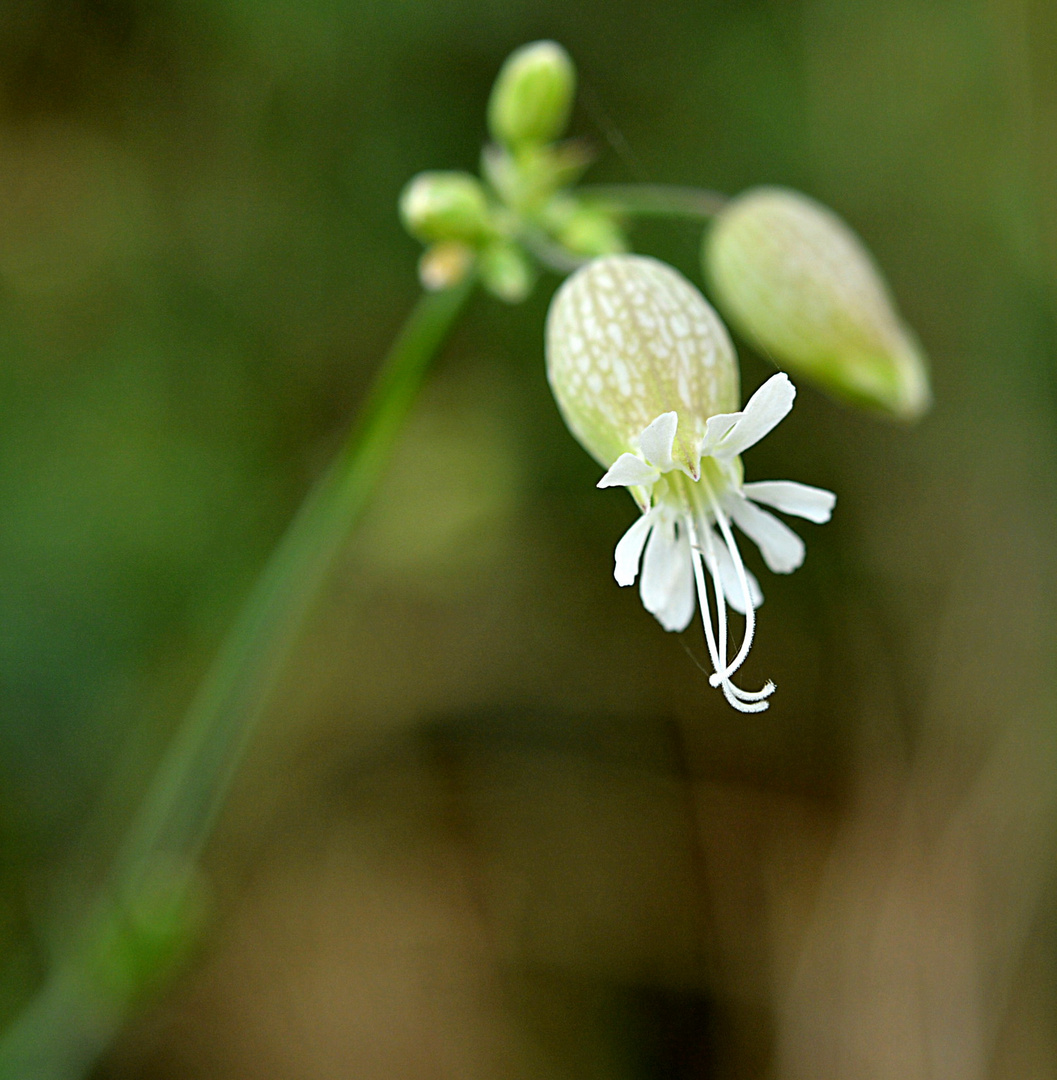 Taubenkropf-Leimkraut, Silene vulgaris