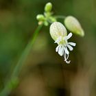 Taubenkropf-Leimkraut, Silene vulgaris