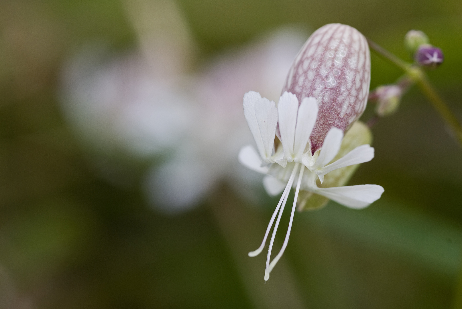 Taubenkropf (Silene vulgaris)