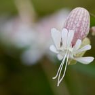 Taubenkropf (Silene vulgaris)