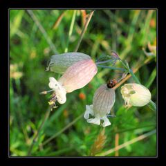 Taubenkropf_Leimkraut_597 _ 14992_Wildblumen_