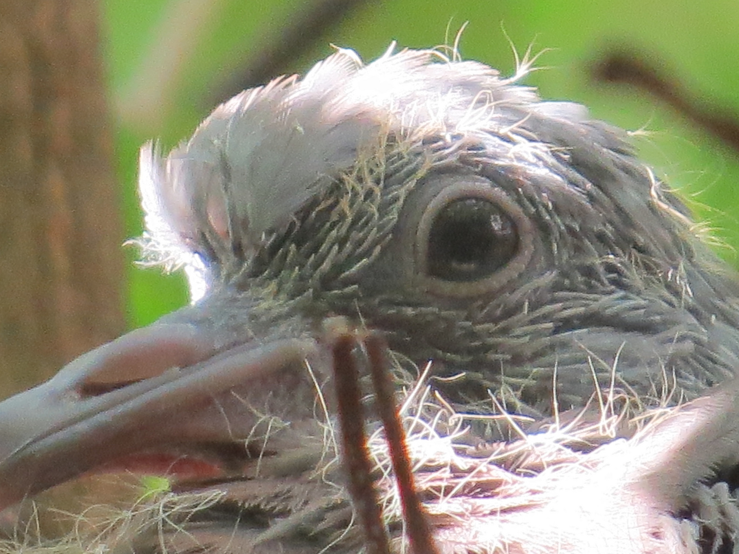 Taubennachwuchs im Nest