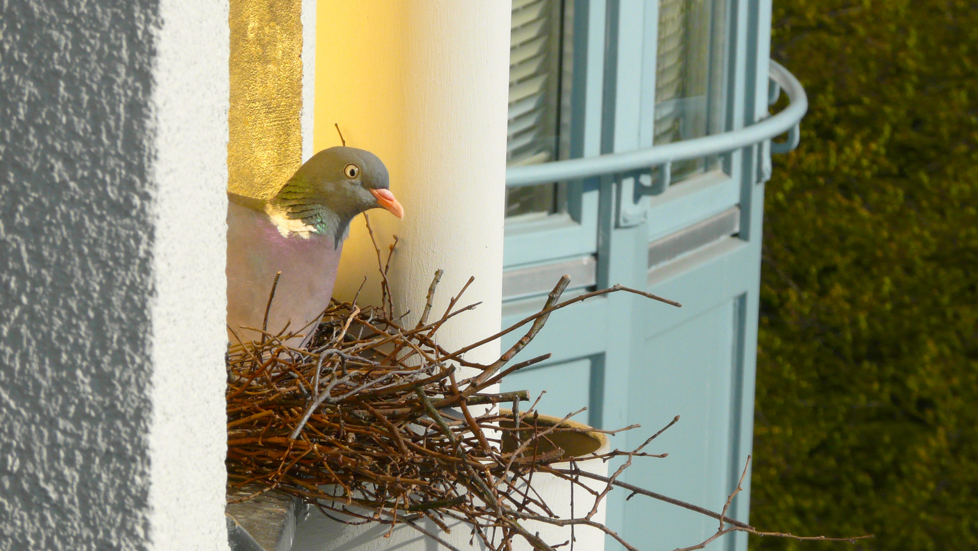 Taubennest Foto & Bild tiere, tierdetails, nest Bilder auf