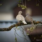 Taubenpaar im blühenden Pflaumenbaum
