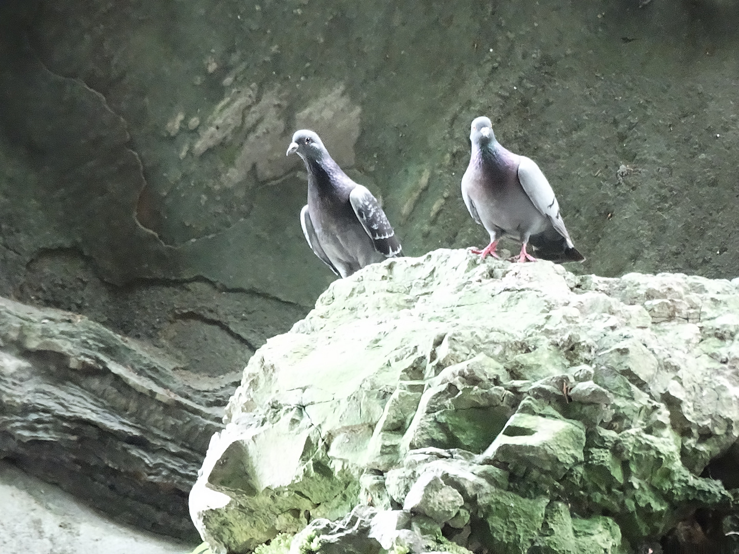 Taubenpaar in der Taubenlochschlucht