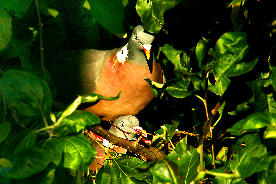 Taubenpärchen