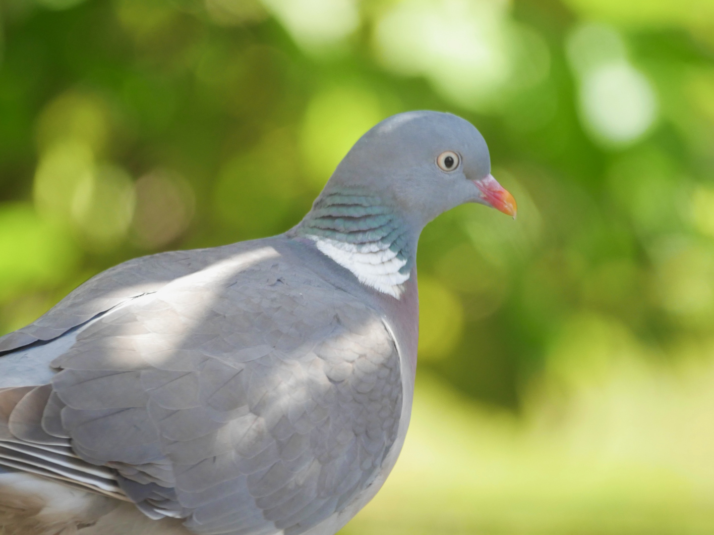 Taubenportrait