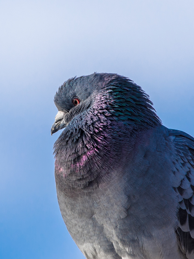 Taubenportrait