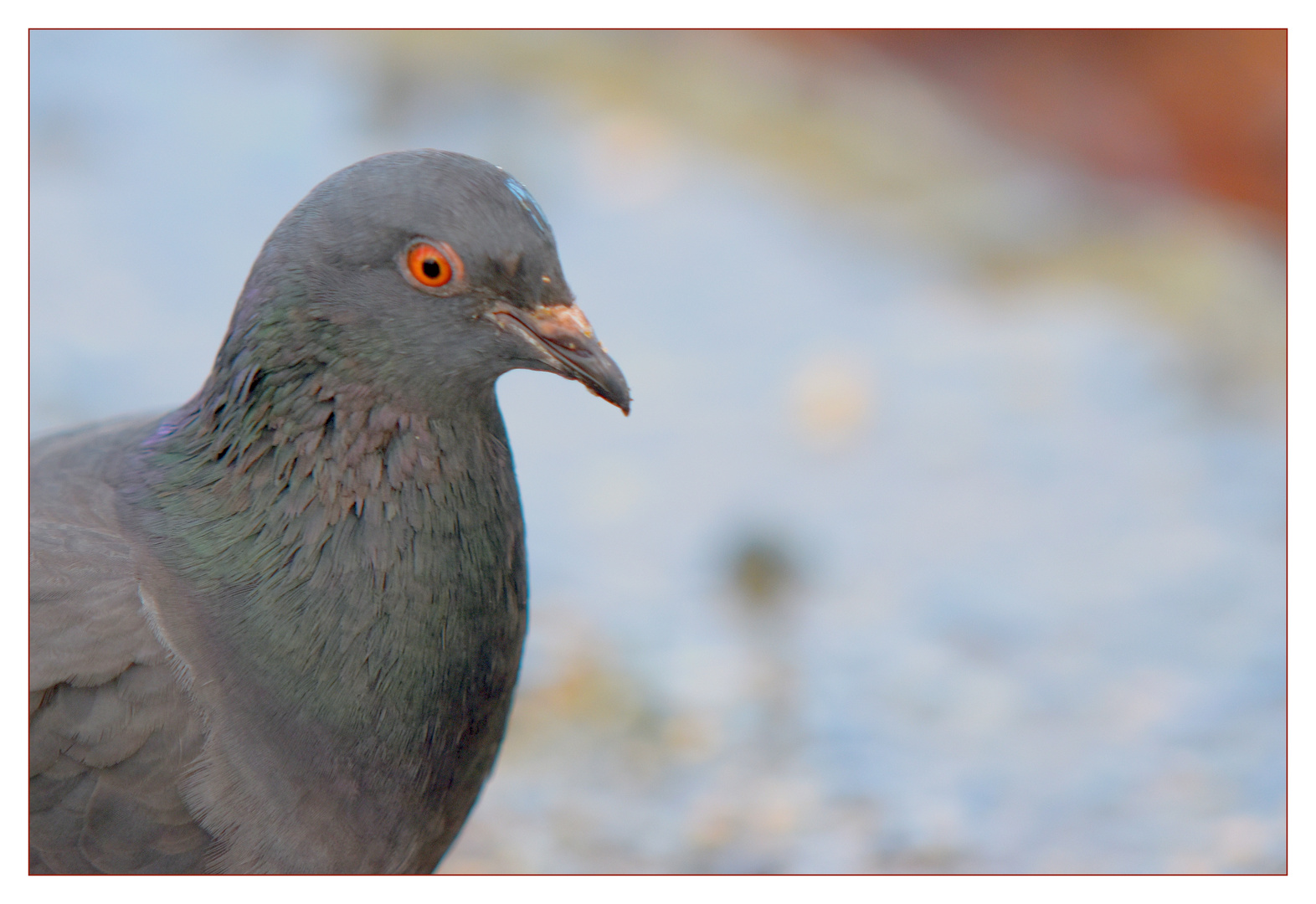 Taubenportrait