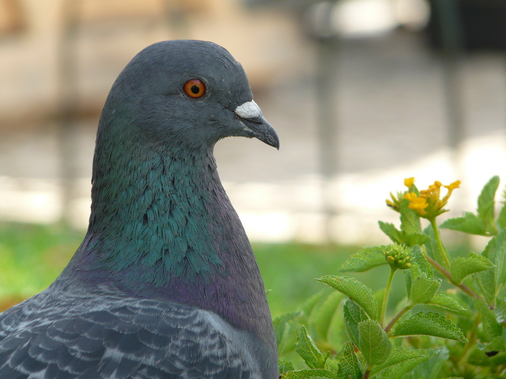 Taubenportrait