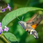 Taubenschwämzchen an Fliederblüte