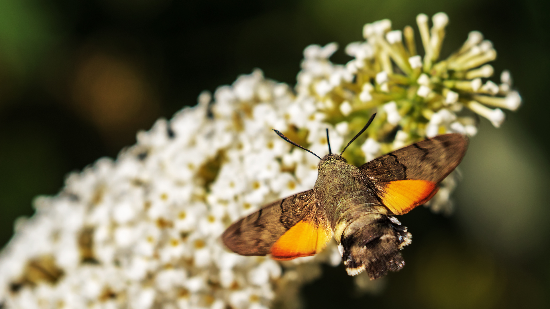 Taubenschwänzchen 001