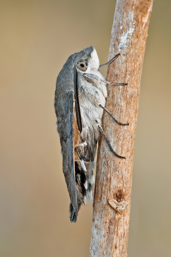 Taubenschwänzchen