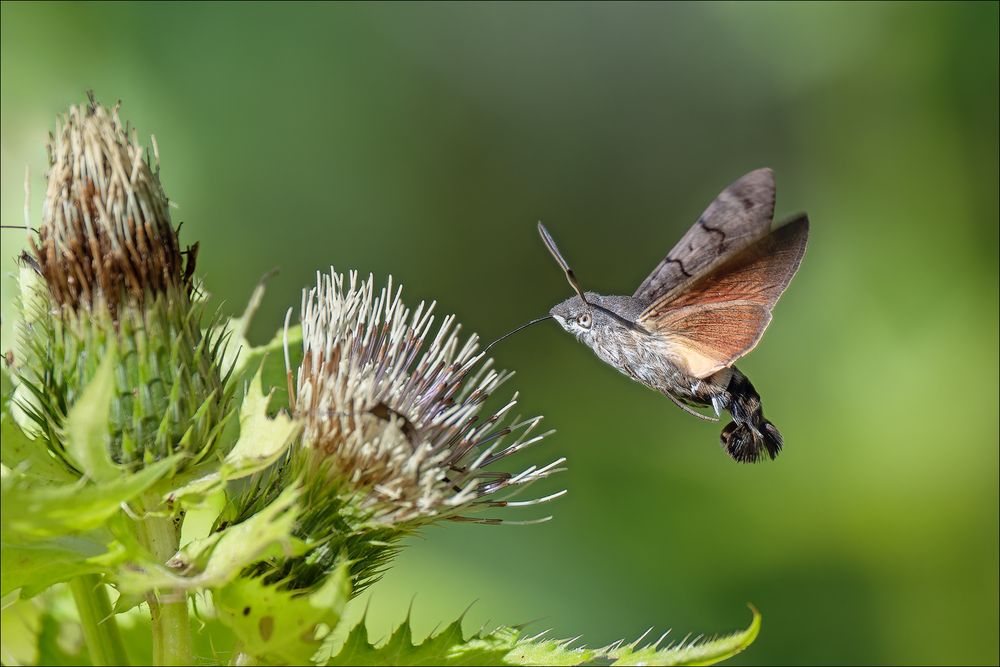 Taubenschwänzchen