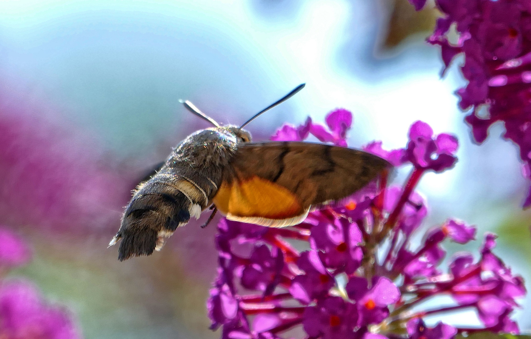 Taubenschwänzchen