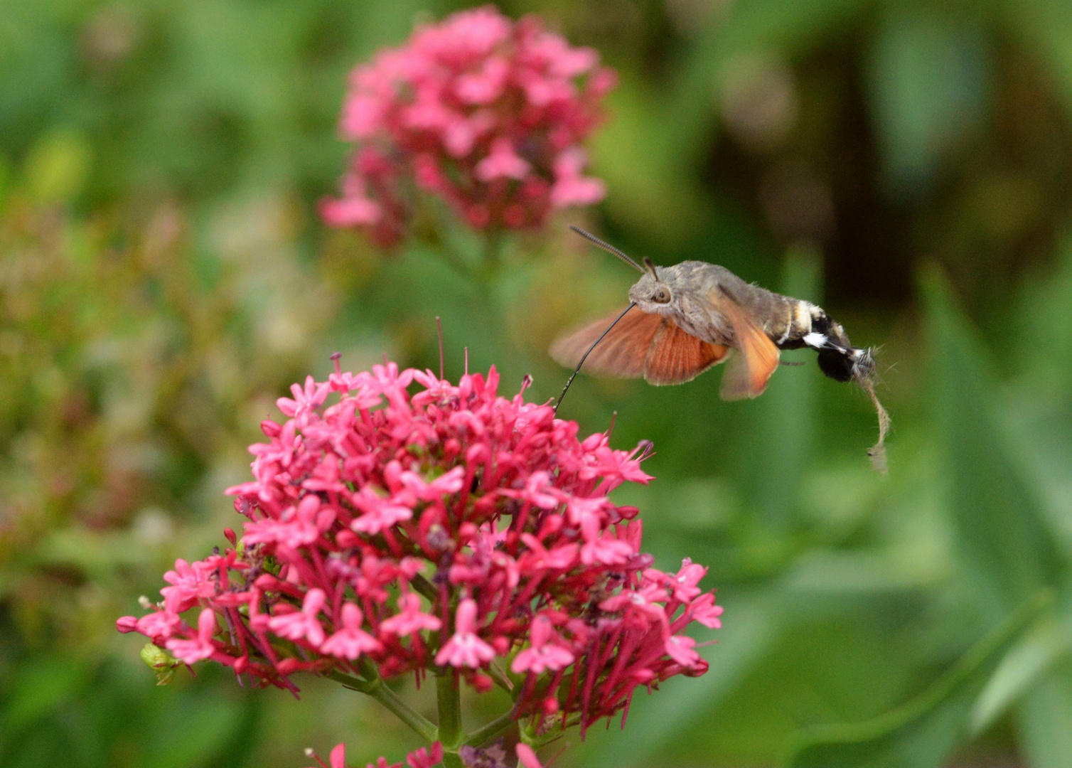 Taubenschwänzchen 13062020